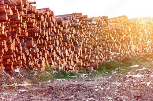 Trunks of trees cut and stacked