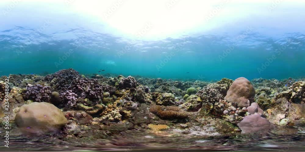 vr360 fish and coral reef at diving. underwater world with coral reef, tropical fish. Hard and soft corals. Indonesia vr360 fish and coral reef at diving. underwater world with coral reef, tropical fish. Hard and soft corals. Indonesia