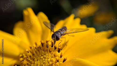 Bee on yellow
