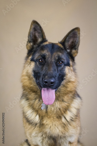 German shepherd dog posing in the studio. Dog portrait inside.