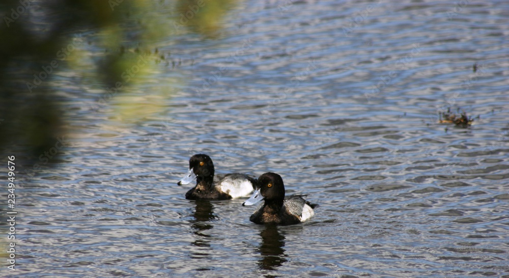two lesser scaup ducks swimming in a pond 1 two lesser scaup ducks swimming in a pond 1