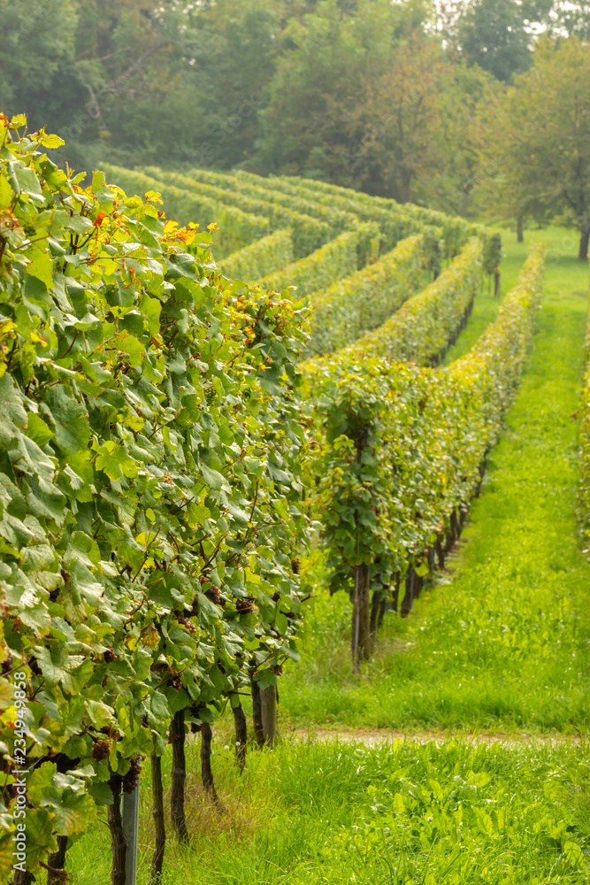 Obraz premium Vignes en rangées