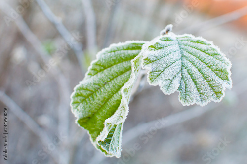 first frost and leaf