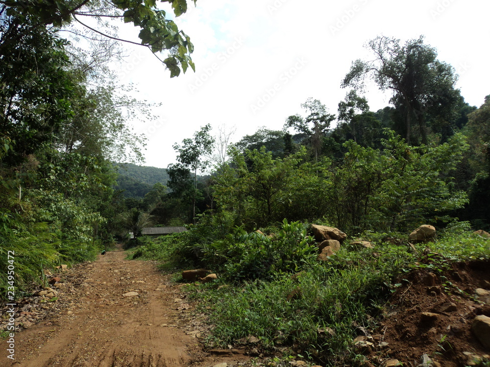 Fototapeta premium landscape with trees