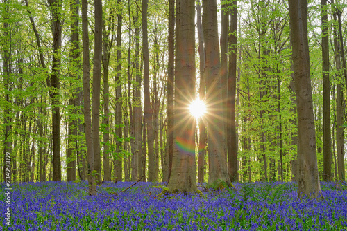 Belgium, Flemish Brabant, Halle, Hallerbos, Bluebell flowers, Hyacinthoides non-scripta, beech forest in early spring photo