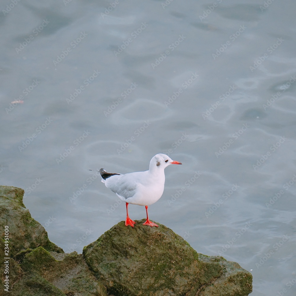 Fototapeta premium the birds in the nature