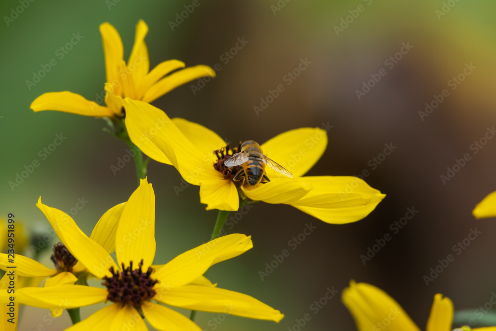 Drone Fly on Tall Tickseed Flower Drone Fly on Tall Tickseed Flower