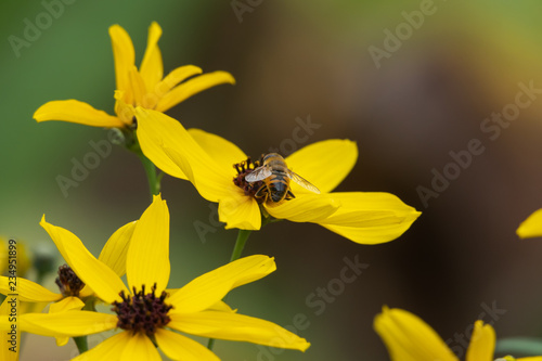 Drone Fly on Tall Tickseed Flower