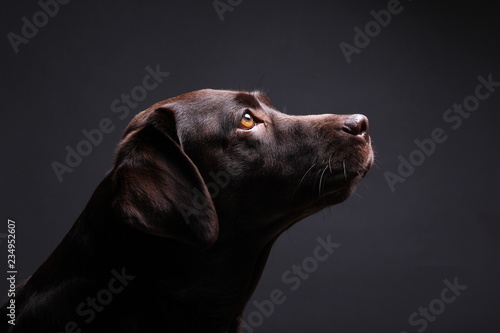 Photo Brown labrador dog in front of a colored background