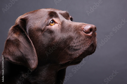 Brown labrador dog in front of a colored background photo