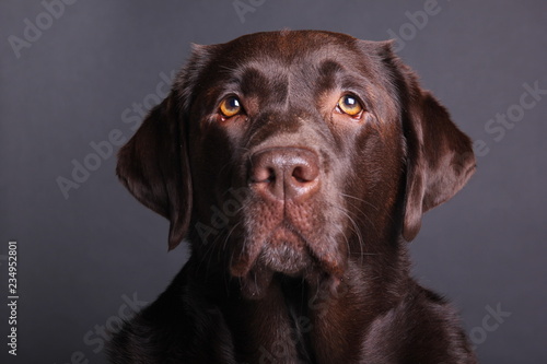 Brown labrador dog in front of a colored background © Djomas
