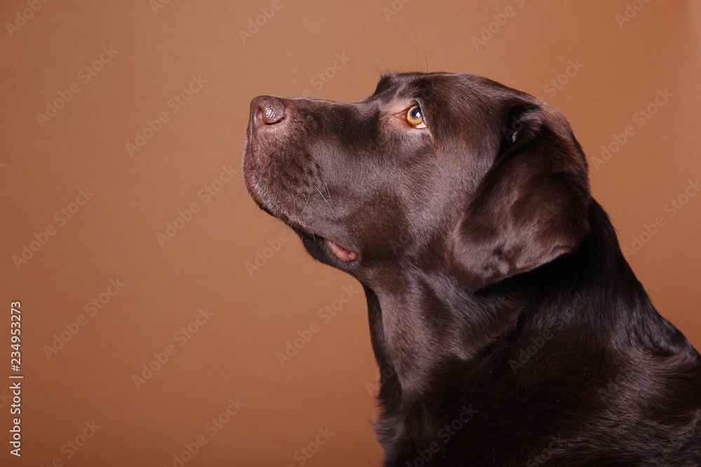 Brown labrador dog in front of a colored background