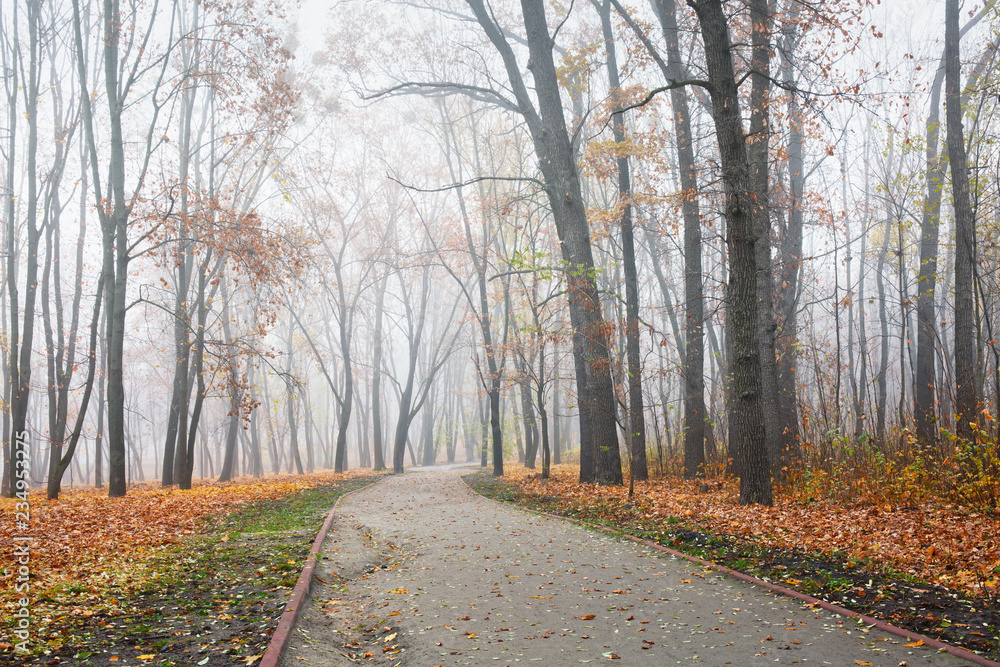 Path in the park on foggy morning