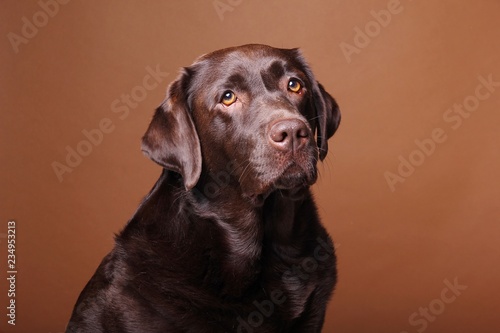 Obraz na plátně Brown labrador dog in front of a colored background
