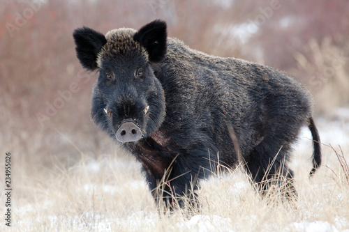 Boar