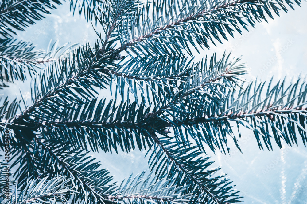 Christmas fir tree blue background with copy space. Fir tree branches texture.