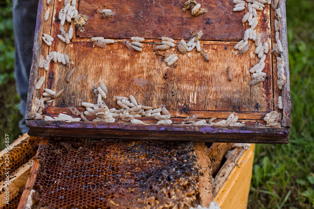 Wax moth larvae on an infected bee nest. cover of the hive is infected with a wax moth. The family of bees is sick with a wax moth. Terrible wax bee frame eaten by parasites. Wax moth larvae on an infected bee nest. cover of the hive is infected with a wax moth. The family of bees is sick with a wax moth. Terrible wax bee frame eaten by parasites.