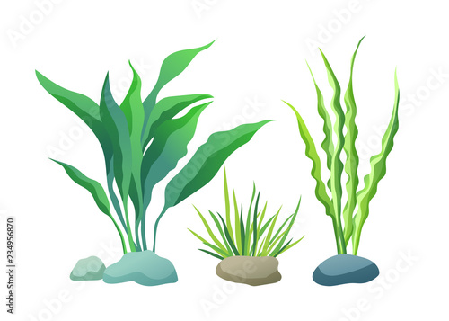 Sea or Aquarium Algae Types Color Illustration Set
