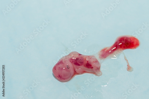 Valokuvatapetti Dog foetus out of amniotic sac
