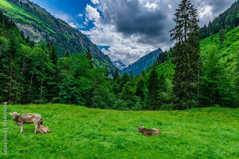 Bergwiese mit Kühen in den Alpen Allgäu Bayern Deutschland