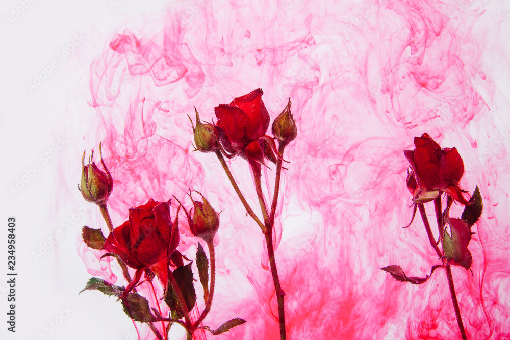 water color style abstract red rose white background acrylic inside water  passion blood pink leaves green around Stock Photo | Adobe Stock