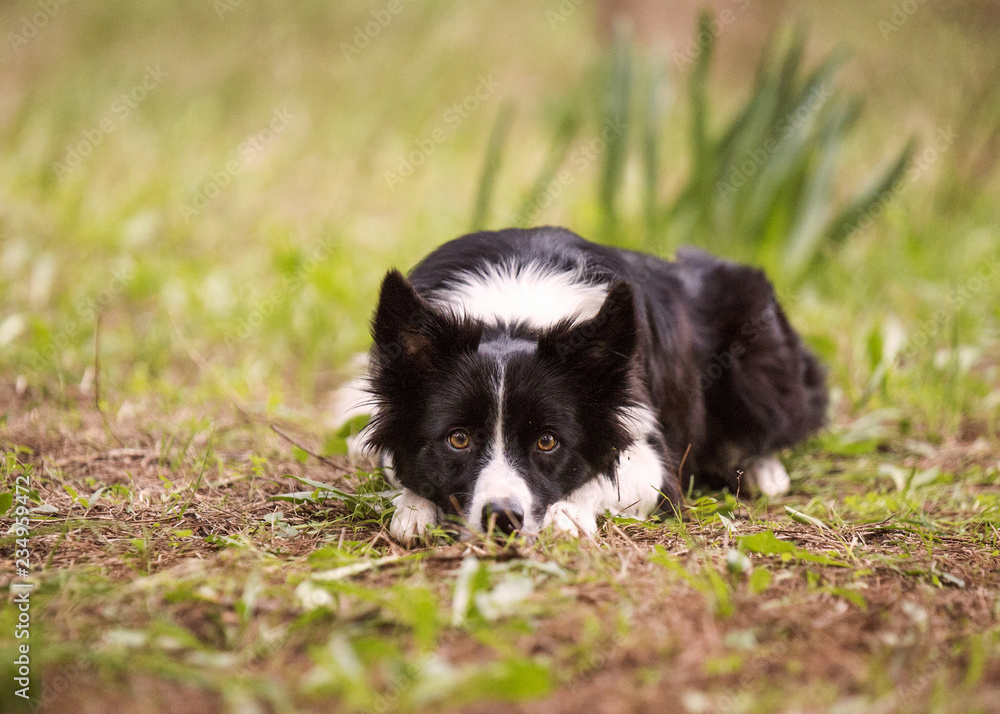 Border collie dog lying on grass