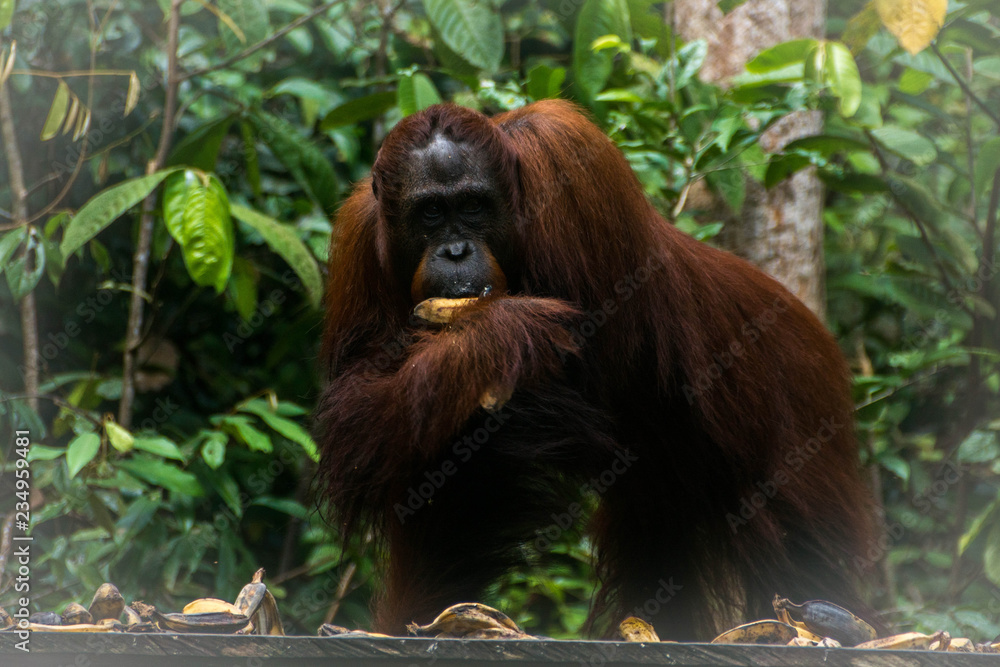 Fototapeta premium Orangután en Borneo