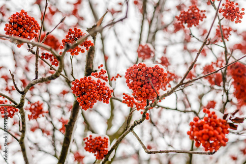 Bright red clusters of mountain ash