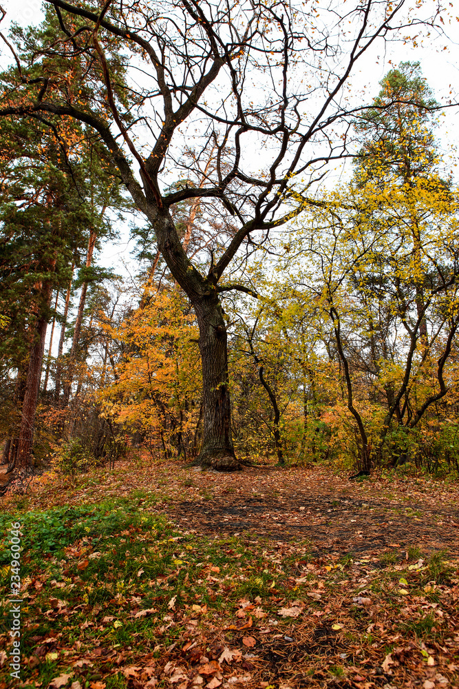 beautiful autumn landscape with lake