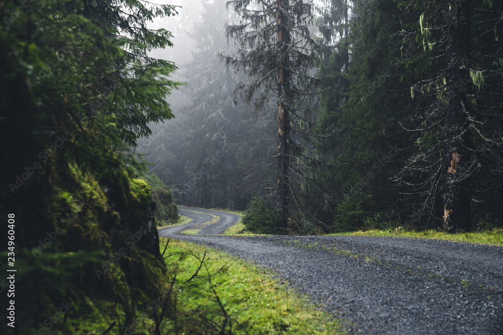 Obraz premium Road in the moody forest
