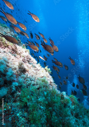 Lots of fish in a mediterranean reef. © frantisek hojdysz