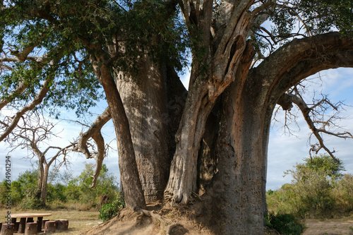 Amazingly large baobab in Tanzania s national park Recreation area Table and benches