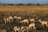 Herd of deer graze on the burned grass Tanzania Dry season
