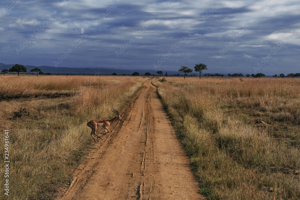 Deer or Roe Cross the Sandy Road in Tanzania National Park