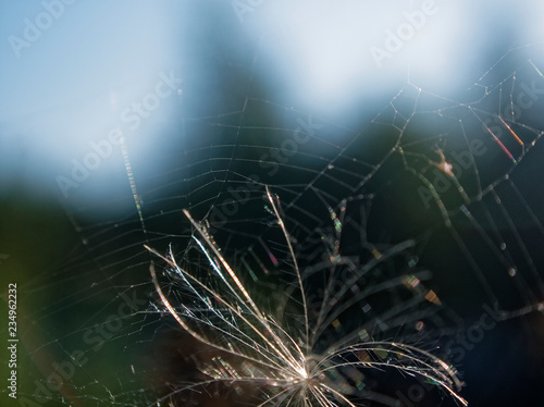 seeds of wild grass in summer close-up, Russia