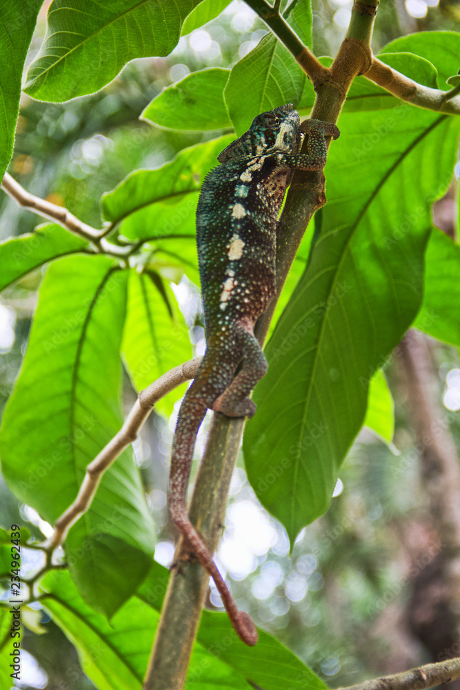 Lizard Lizard