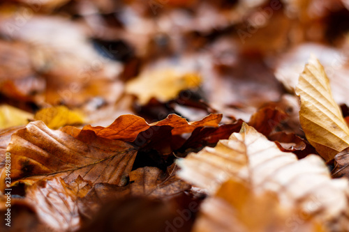 Brundle of autumn leaves