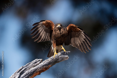 Harris's Hawk (Parabuteo unicinctus) Taking Off to Hunt