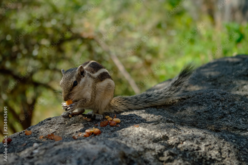 Indian palm squirrel (Funambulus palmarum) eat nuts at Ajanta caves area, India. Indian palm squirrel (Funambulus palmarum) eat nuts at Ajanta caves area, India.
