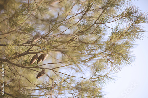 Obraz na plátně Pine branches and cones against the sky - natural background wit