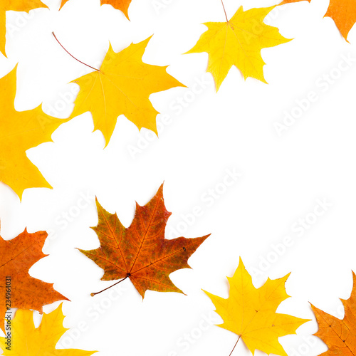 Autumn composition, maple leaves, top view, flat lay. Border made from color falling maple leaves