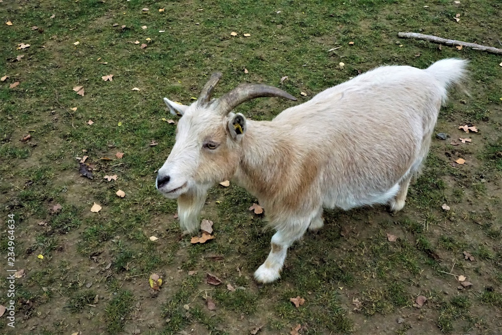 Fototapeta premium Light brown goat with horns looking inquisitive