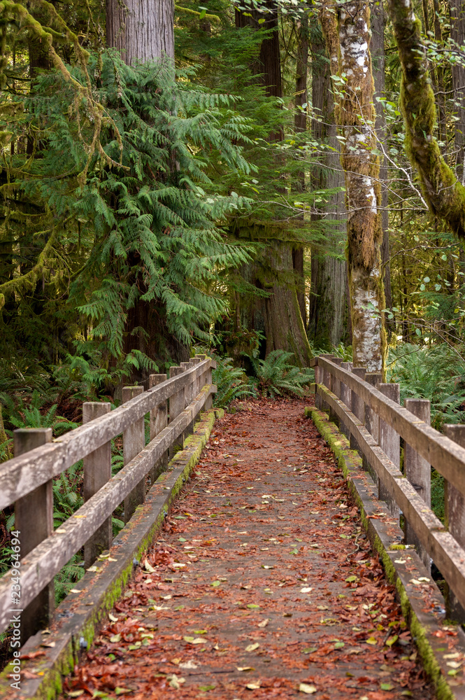 Olympic Peninsula Rain Forest Trail. Beautiful hike through a rain forest with cedar trees and ferns lining the path. Seen near Lake Crescent and the Lake Crescent Lodge on the Olympic Peninsula. Olympic Peninsula Rain Forest Trail. Beautiful hike through a rain forest with cedar trees and ferns lining the path. Seen near Lake Crescent and the Lake Crescent Lodge on the Olympic Peninsula.