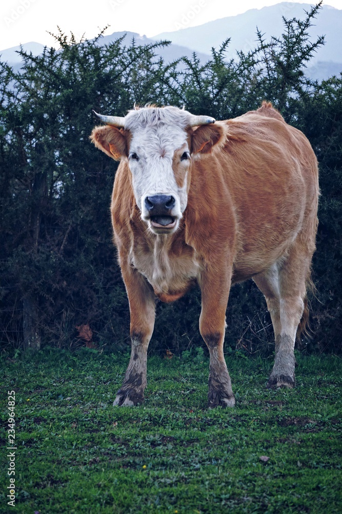 the cow  portrait in the meadow 