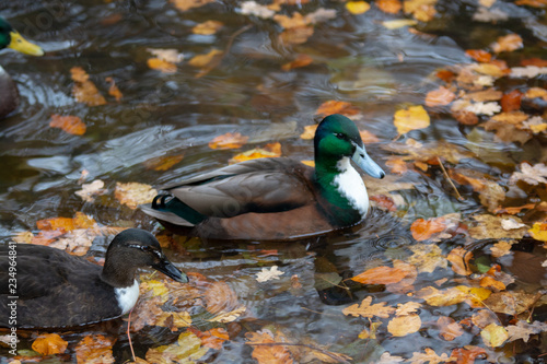 Enten auf dem Wasser photo