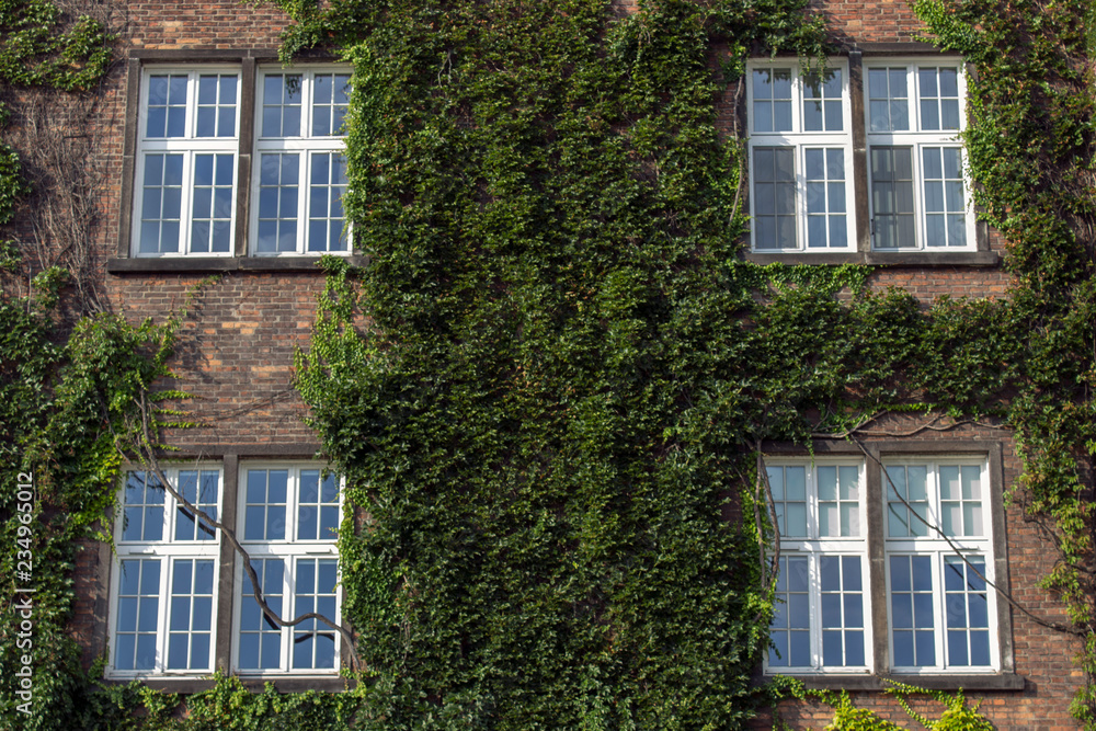 Naklejka premium Windows on an old house covered with ivy