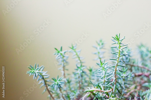 Creative layout made with succulent planrt on clean green background. Spring minimal concept.