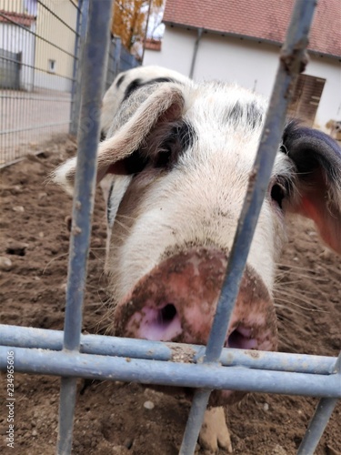 Bentheim black pied pig caged behind fence