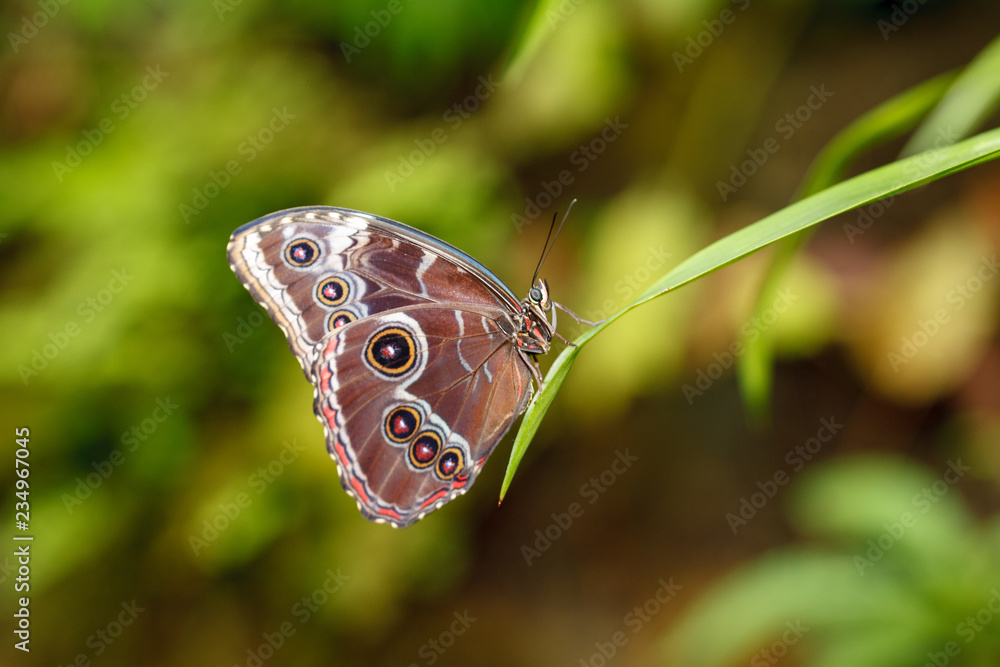 Butterfly Butterfly