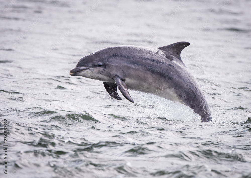 Obraz premium Dolfin jumping